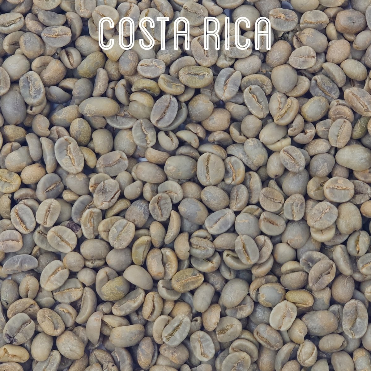 Green Unroasted Coffee | Costa Rica | For Home Roasters, 227g - Brown Bear Coffee